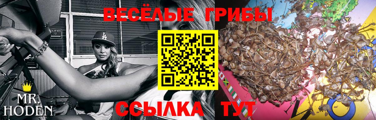 Галлюциногенные грибы Cubensis  купить  цена  Нововоронеж  Галлюциногенные грибы Magic Shrooms  Вход с VPN 