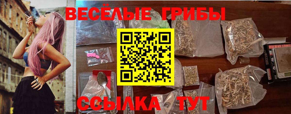 Галлюциногенные грибы Psilocybe Нововоронеж